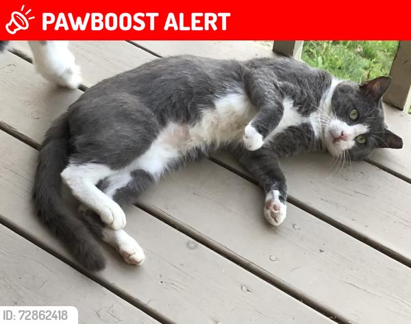 Lost Male Cat last seen Frazier Road, Haywood County, NC 28716
