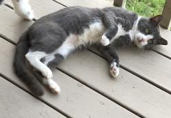 Lost Male Cat last seen Frazier Road, Haywood County, NC 28716