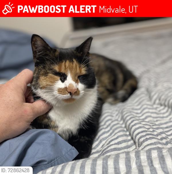 Lost Female Cat last seen Near E Es Court Way , Midvale, UT 84047
