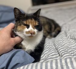 Lost Female Cat last seen Near E Es Court Way , Midvale, UT 84047