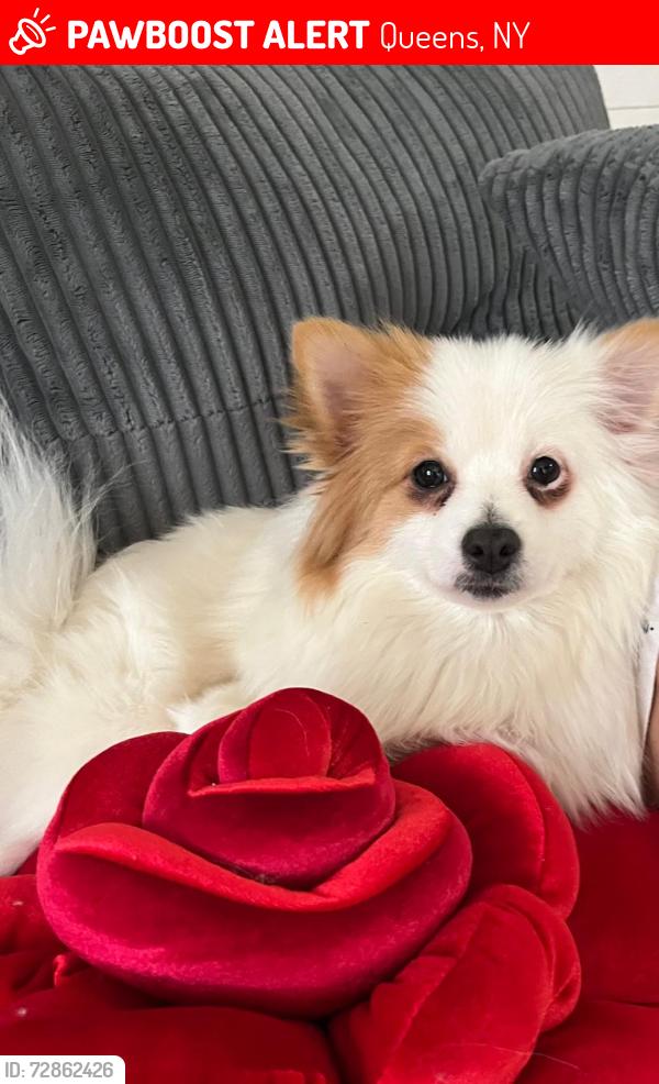 Lost Female Dog last seen 150-20 28 av, Queens, NY 11354