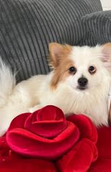 Lost Female Dog last seen 150-20 28 av, Queens, NY 11354