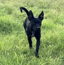 Found/Stray Male Dog last seen Cover Rd and New Sulphur Springs rd, San Antonio, TX 78263