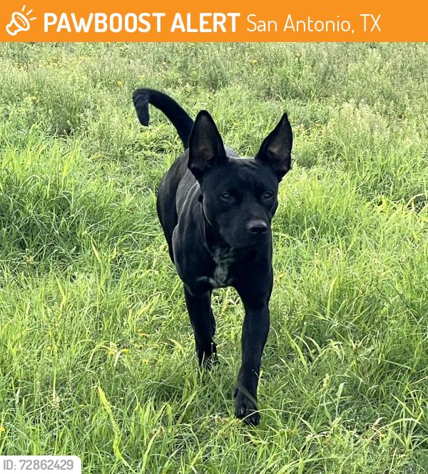Found/Stray Male Dog last seen Cover Rd and New Sulphur Springs rd, San Antonio, TX 78263