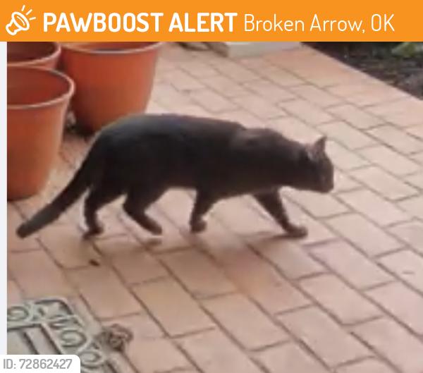 Found/Stray Unknown Cat last seen S 129th (Olive) & E 133rd St, Broken Arrow, OK 74011