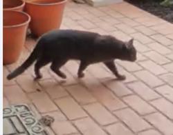 Found/Stray Unknown Cat last seen S 129th (Olive) & E 133rd St, Broken Arrow, OK 74011