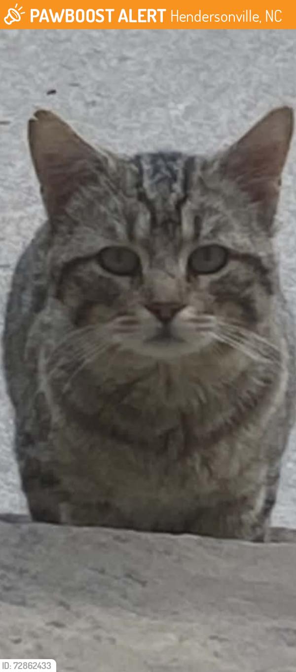 Found/Stray Male Cat last seen Slick Rock and 64 Easr, Hendersonville, NC 28792