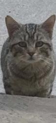 Found/Stray Male Cat last seen Slick Rock and 64 Easr, Hendersonville, NC 28792