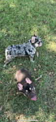 Lost Male Dog last seen Columbine dr,Southway dr , Fort Worth, TX 76140