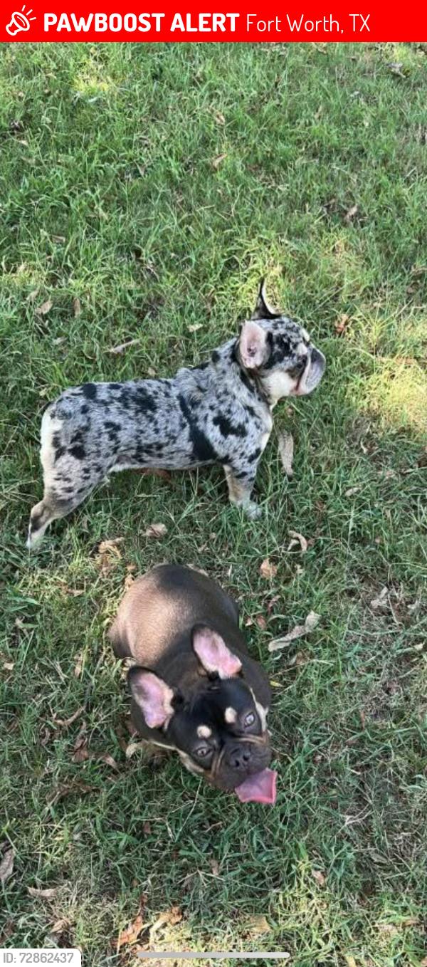 Lost Male Dog last seen Columbine dr,Southway dr , Fort Worth, TX 76140