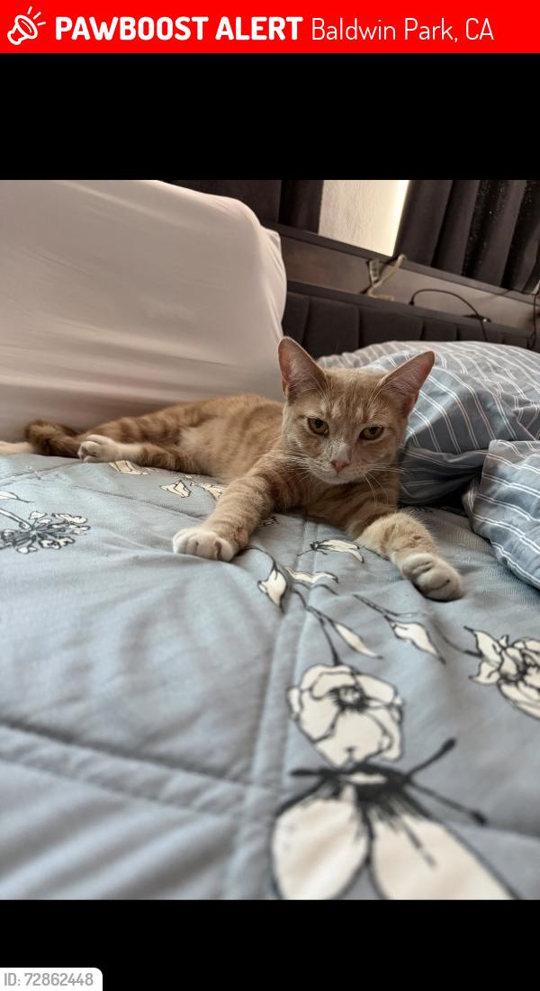 Lost Female Cat last seen Vineland , Baldwin Park, CA 91706