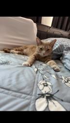 Lost Female Cat last seen Vineland , Baldwin Park, CA 91706