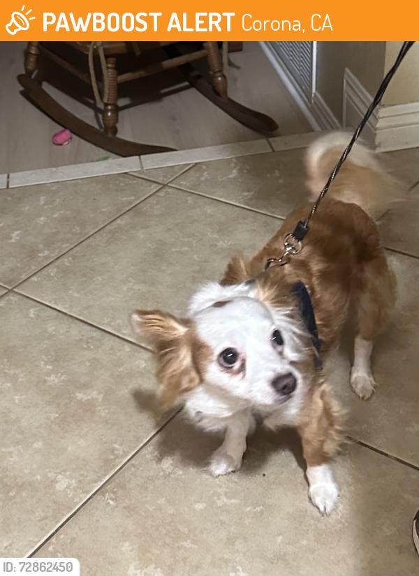 Found/Stray Male Dog last seen Applegate Dr & Ontario, Corona, CA 92882