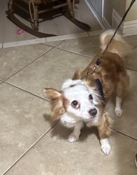 Found/Stray Male Dog last seen Applegate Dr & Ontario, Corona, CA 92882