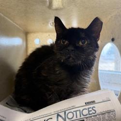 Shelter Stray Male Cat last seen Near BLOCK MADRID, San Antonio, TX 78227