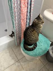 Lost Female Cat last seen 43rdst at and 17th ave w, Bradenton, FL 34205