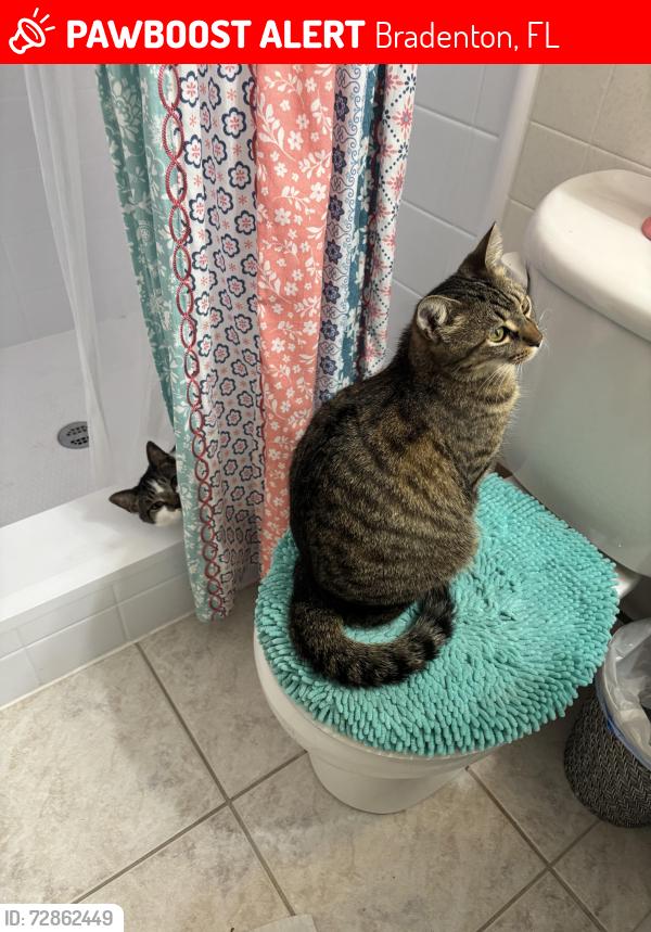 Lost Female Cat last seen 43rdst at and 17th ave w, Bradenton, FL 34205