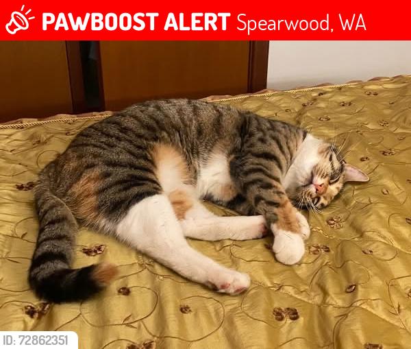 Lost Female Cat last seen Kent Street, Spearwood, WA 6163