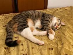 Lost Female Cat last seen Kent Street, Spearwood, WA 6163