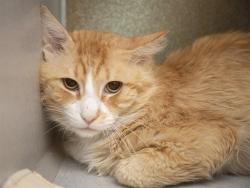 Shelter Stray Male Cat last seen CACTUS I-17, Phoenix, AZ 85008