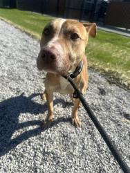 Shelter Stray Female Dog last seen Near , Indianapolis, IN 46221