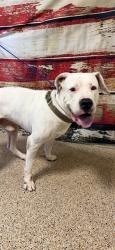 Shelter Stray Male Dog last seen VICINITY OF: WEST LAND MALL, Doral, FL 33122