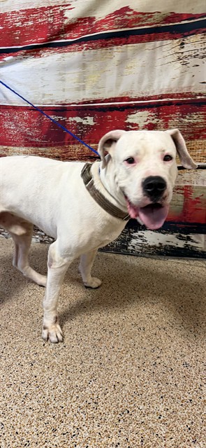Shelter Stray Male Dog last seen VICINITY OF: WEST LAND MALL, Doral, FL 33122
