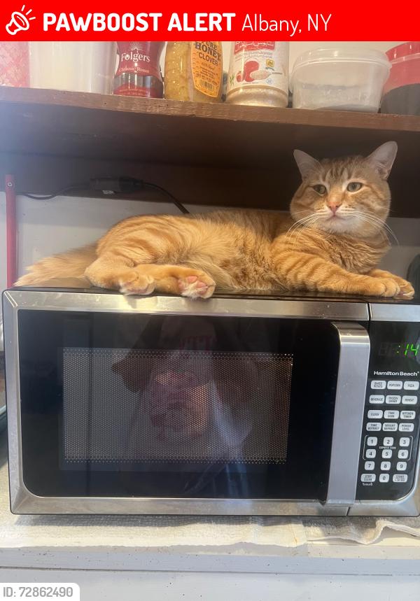 Lost Male Cat last seen N. Main ave, Albany, NY 12203