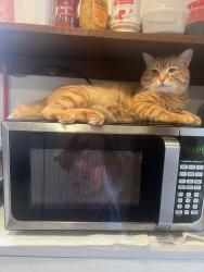 Lost Male Cat last seen N. Main ave, Albany, NY 12203