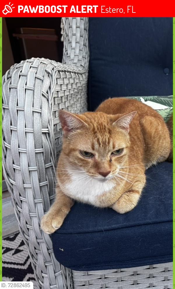 Lost Female Cat last seen Near brixham run loop , Estero, FL 33928