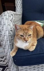 Lost Female Cat last seen Near brixham run loop , Estero, FL 33928