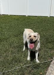 Found/Stray Female Dog last seen Cypress Glen, Coral Springs, FL 33071
