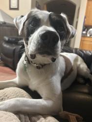 Reunited Male Dog last seen Dog Days Inn, Atascocita, TX 77346
