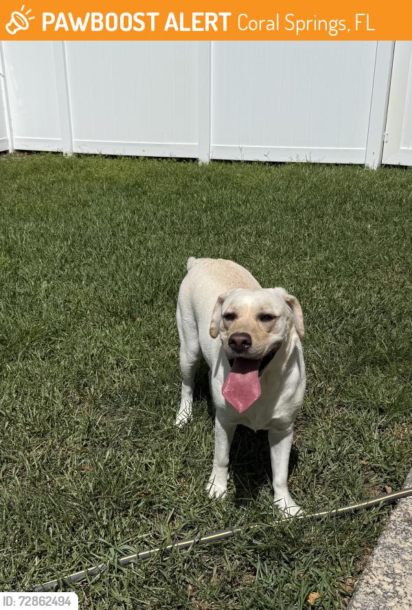 Found/Stray Female Dog last seen Cypress Glen, Coral Springs, FL 33071