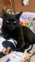 Lost Female Cat last seen Vista Pacífica s, San Diego, CA 92154