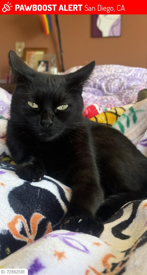 Lost Female Cat last seen Vista Pacífica s, San Diego, CA 92154