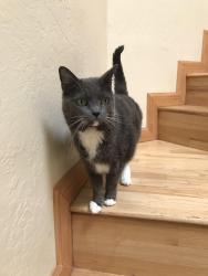 Lost Female Cat last seen Peoria Ave & 15th Way, Phoenix, AZ 85020