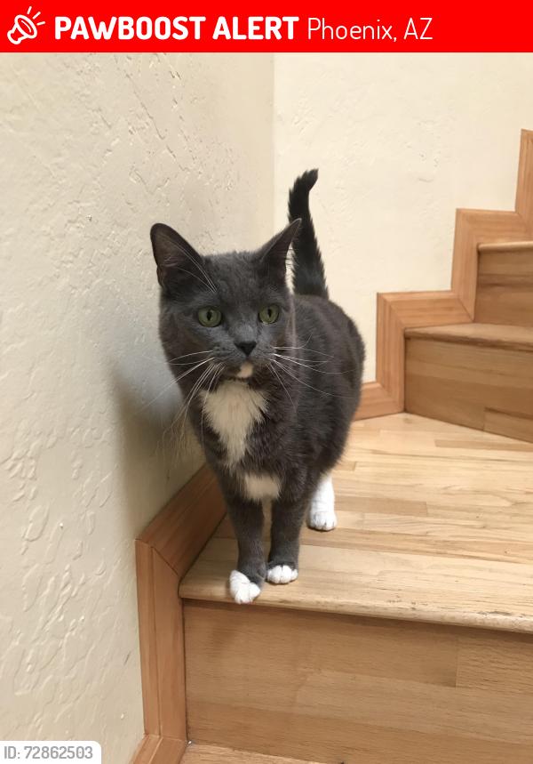 Lost Female Cat last seen Peoria Ave & 15th Way, Phoenix, AZ 85020