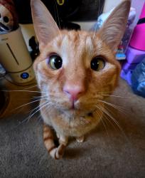 Lost Male Cat last seen Nijimegen neighborhood. Near Monteburg rd. , Fayetteville, NC 28307