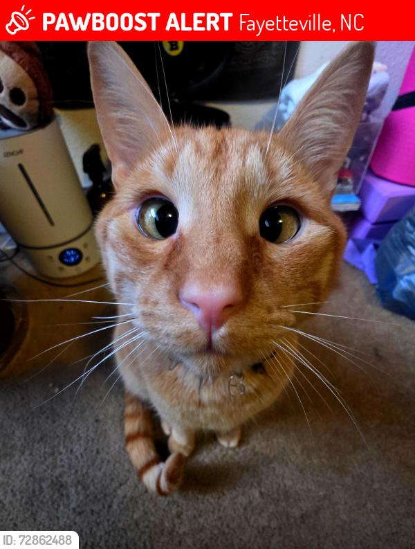 Lost Male Cat last seen Nijimegen neighborhood. Near Monteburg rd. , Fayetteville, NC 28307