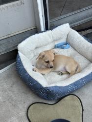 Lost Male Dog last seen Del Rosa, San Bernardino, CA 92404