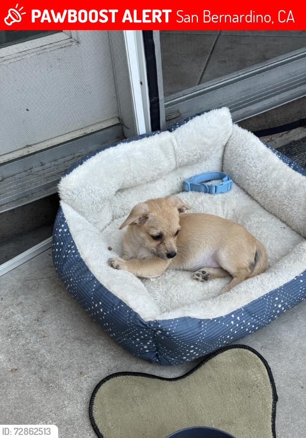 Lost Male Dog last seen Del Rosa, San Bernardino, CA 92404