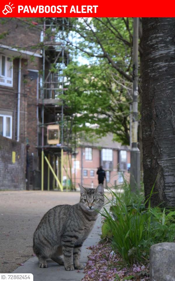 Lost Male Cat last seen Zodiac hampstead road, Greater London, England NW1 2NN