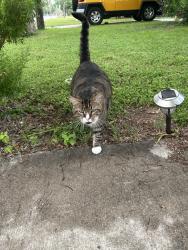 Lost Male Cat last seen near courthouse, Georgetown, TX 78626