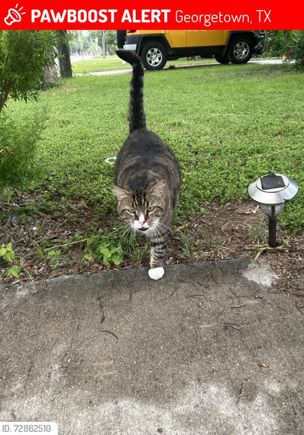 Lost Male Cat last seen near courthouse, Georgetown, TX 78626