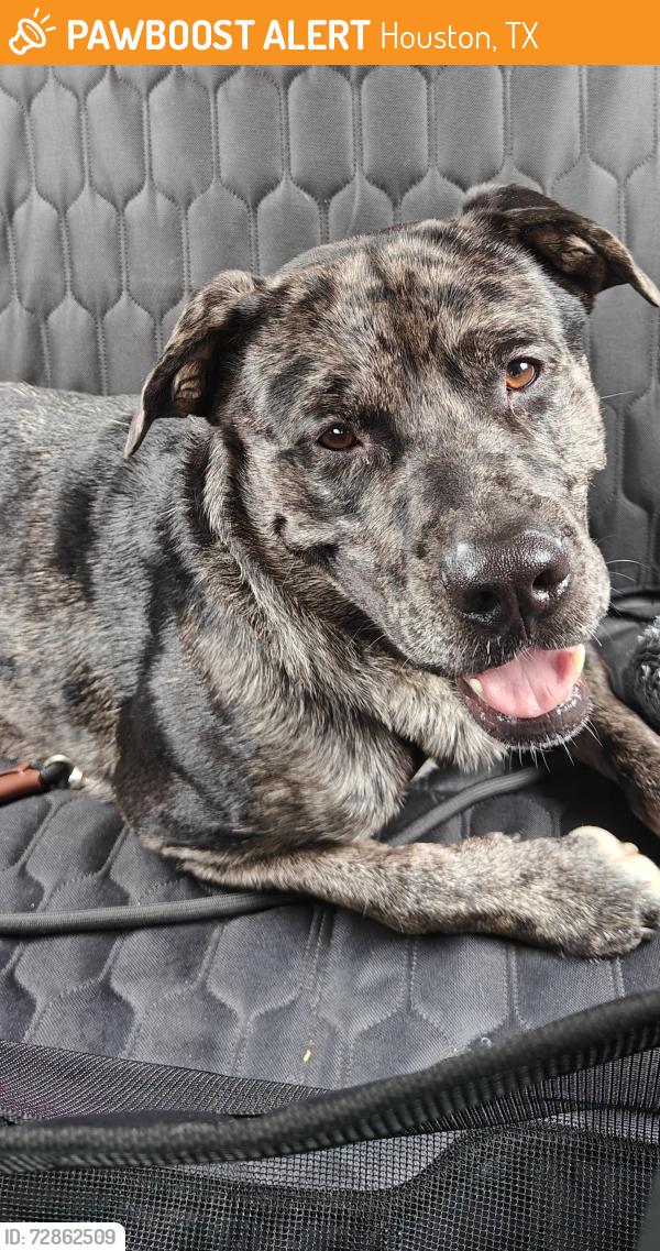 Found/Stray Male Dog last seen Marvida neighborhood, Houston, TX 77433
