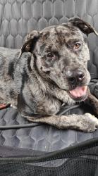 Found/Stray Male Dog last seen Marvida neighborhood, Houston, TX 77433