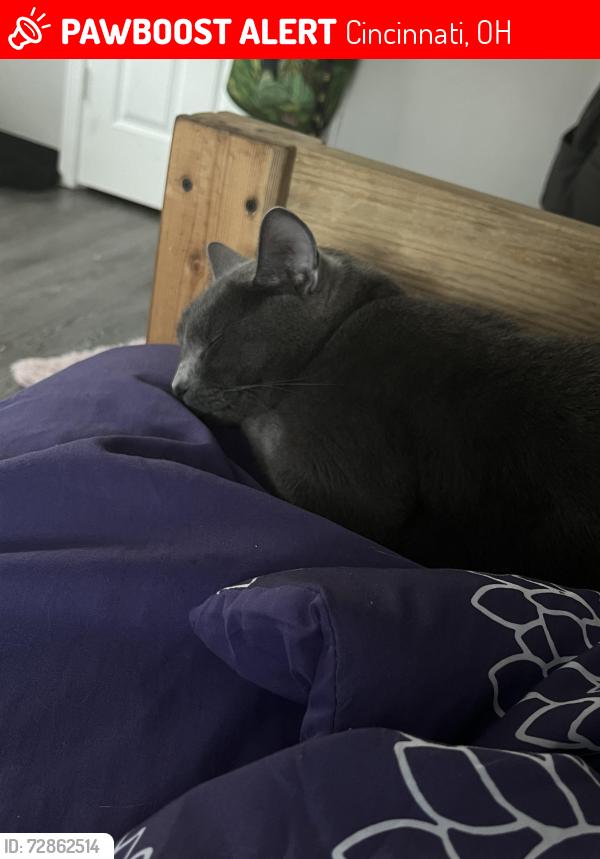 Lost Female Cat last seen Linn st and Clark , Cincinnati, OH 45203