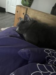 Lost Female Cat last seen Linn st and Clark , Cincinnati, OH 45203