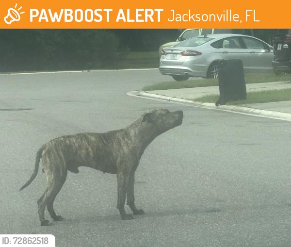 Found/Stray Male Dog last seen Biscayne , Jacksonville, FL 32218